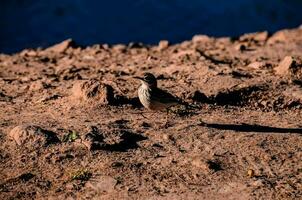 marrón pequeño pájaro foto