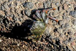 Crab on the rocks photo