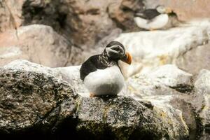 Puffin on he rocks photo