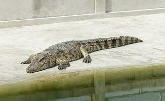 Siamese crocodile sleep on floor in zoo photo