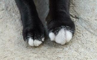 negro gato pie estaba mordido por venenoso insecto foto