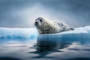 Seal on the ice of the lake. photo