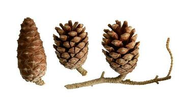 Natural dry flower-like tiny pine cones with branch isolated on white background photo