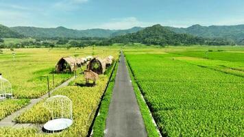 aéreo ver de arroz campos Listo a cosecha en geblek menoré, Indonesia video