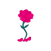 rose épanouissement Rose png