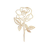 Gold Rose Drawing png