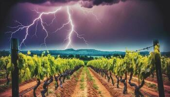 Vineyard landscape grape growth, winemaking, sunset, dark blue sky generated by AI photo