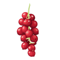 Red Currant transparent background,Ai generative png