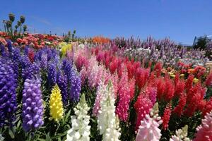 AI Generated The rainbow colored flowers bloomed in abundance, filling the air with their sweet fragrance. photo