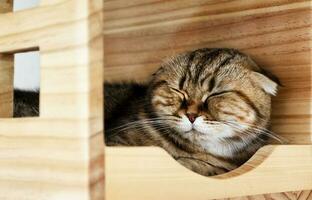 retrato marrón gato dormido en gato hogar foto