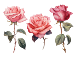 verzameling van wijnoogst rozen met Afdeling. kleurrijk waterverf bloemen met bladeren illustratie set. ai gegenereerd png