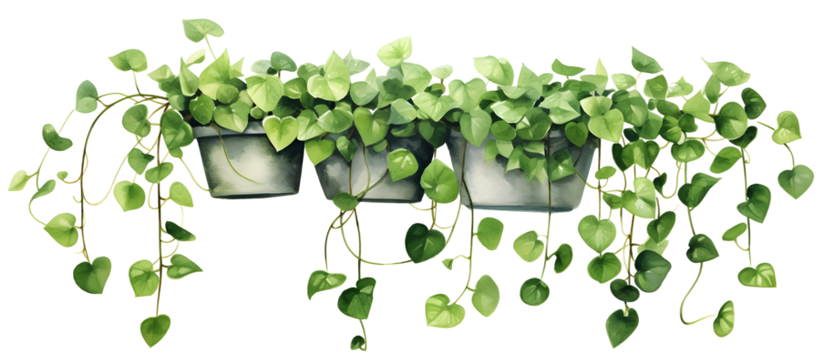 Hanging Plants PNGs for Free Download