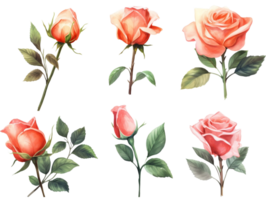 verzameling van wijnoogst rozen met Afdeling. kleurrijk waterverf roze bloemen met groen bladeren illustratie set. ai gegenereerd png