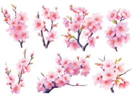 Cerise fleur branches. Japonais épanouissement des arbres, Sakura fleurs printemps décor main peindre illustration ensemble. ai généré png