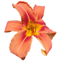 Orange day lily Plant png