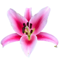 lilium orientalis orientalisk hybrider rosa växt png