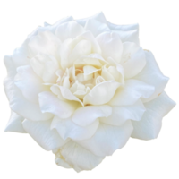 White Rose Kordana Plant png