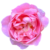 Rosa Constance Spry Plant png