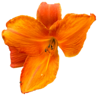 oranje daglelie fabriek png