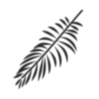 Palme Blätter Schatten png