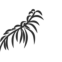 Palm leaves shadow png