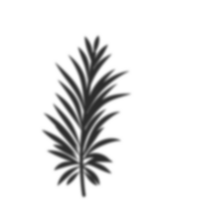 paume feuilles ombre png