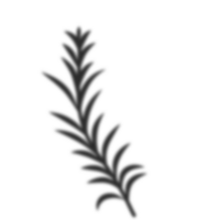 Palme Blätter Schatten png