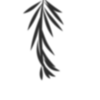 Palm leaves shadow png