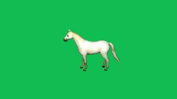 3d branco cavalo recria, cavalo peso animação em verde tela fundo video