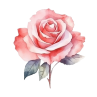 carino acquerello rosa fiore. illustrazione ai generativo png