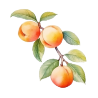 Watercolor Apricot Branch Isolated. Illustration AI Generative png