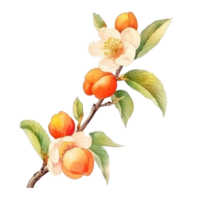 Watercolor Apricot Branch Isolated. Illustration AI Generative png
