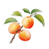 vattenfärg aprikos gren isolerat. illustration ai generativ png