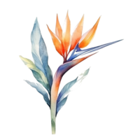 Cute watercolor strelitzia flower. Illustration Generative AI png