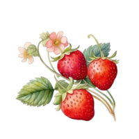 Watercolor Strawberry Isolated. Illustration AI Generative png