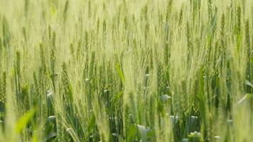 Wheat in a rural field video
