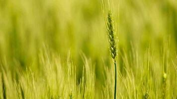 Wheat in a rural field video