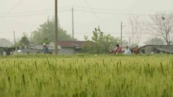 blé dans une rural champ video
