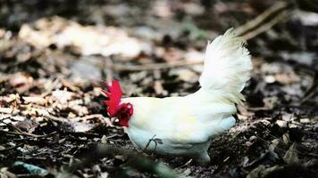 un' bellissimo gallo è scavando per cibo. video