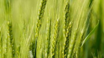 Wheat in a rural field video