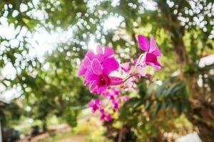 orquídeas flor en tropical jardín, naturaleza antecedentes. foto