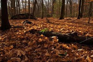 AI Generated Forest floor was covered in a thick layer of fallen leaves and debris. photo