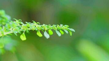 fechar-se vento estourado folhas em borrado natureza verde fundo, natural vegetação conceito video