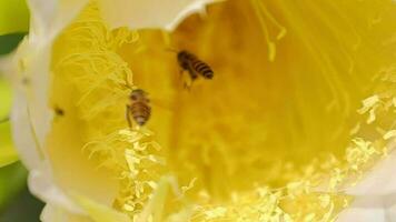 abeja Mira para comida en amarillo flores en naturaleza, lento movimiento video