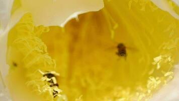 abelha Veja para Comida em amarelo flores dentro natureza, lento movimento video