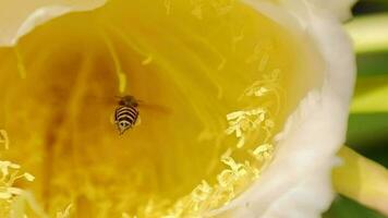 abeja Mira para comida en amarillo flores en naturaleza, lento movimiento video