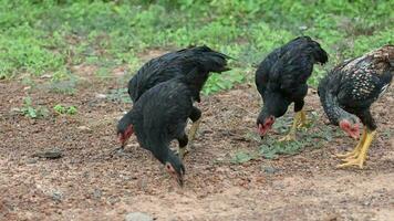 galinhas estão naturalmente alimentando em a chão. video