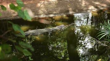 krokodil leven in natuur, krokodil genieten in de zon gedurende de dag video