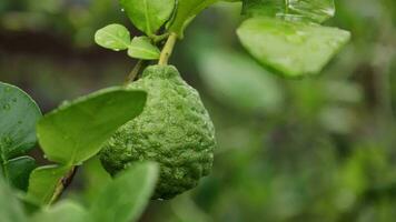 bergamota em a árvore, a verde kaffir Lima fruta é em a árvore e lá estão pingos de chuva em isto. video