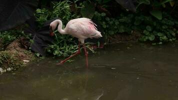 pássaro flamingo, flamingo viver dentro natureza, flamingo vivo dentro natureza, branco Rosa flamingo dentro natureza video